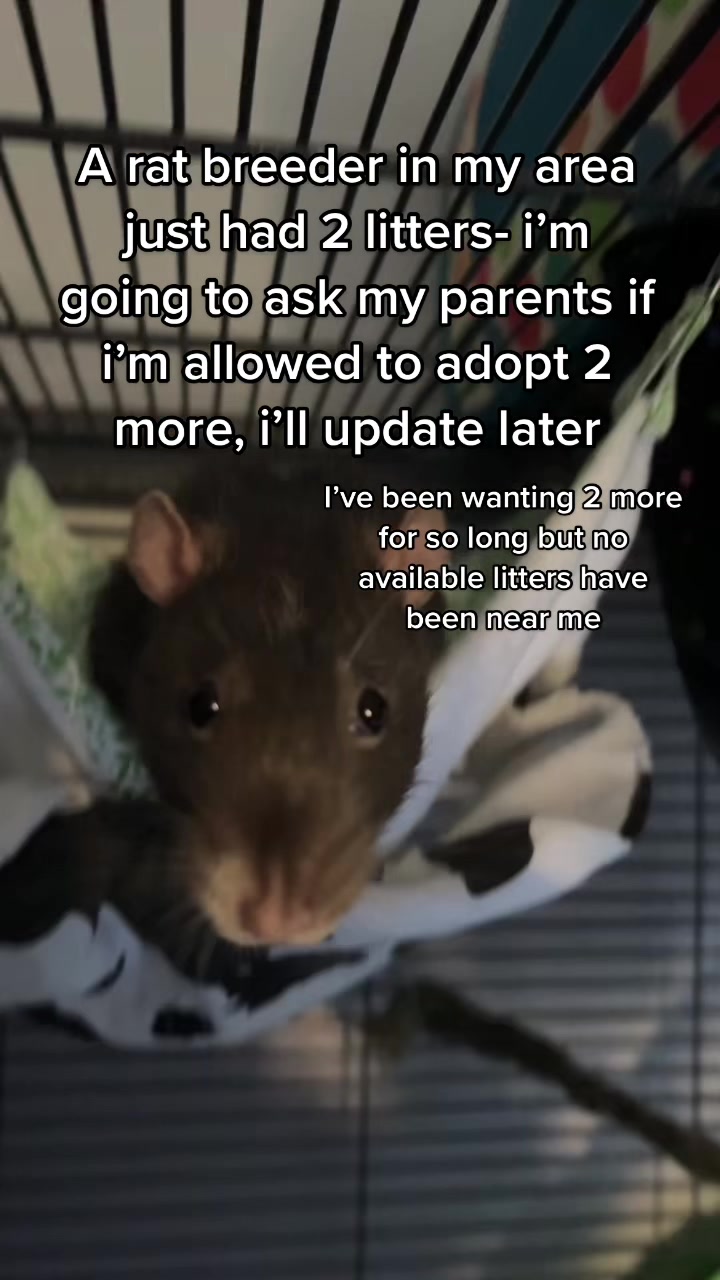 @Mini Mischief