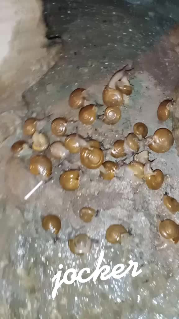 @9164241424 surya