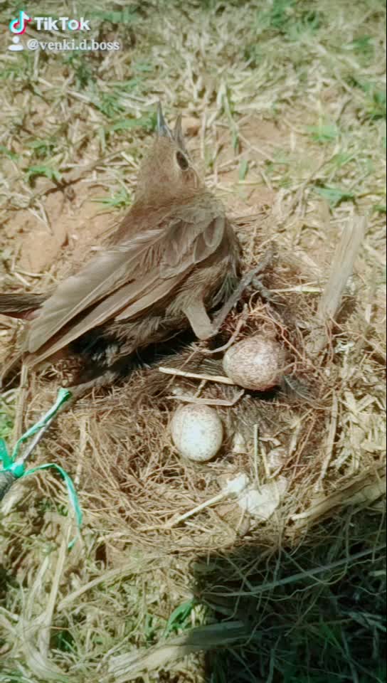 @venki.D.BOSS