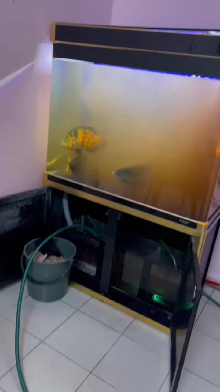 @RS AROWANA EMPIRE