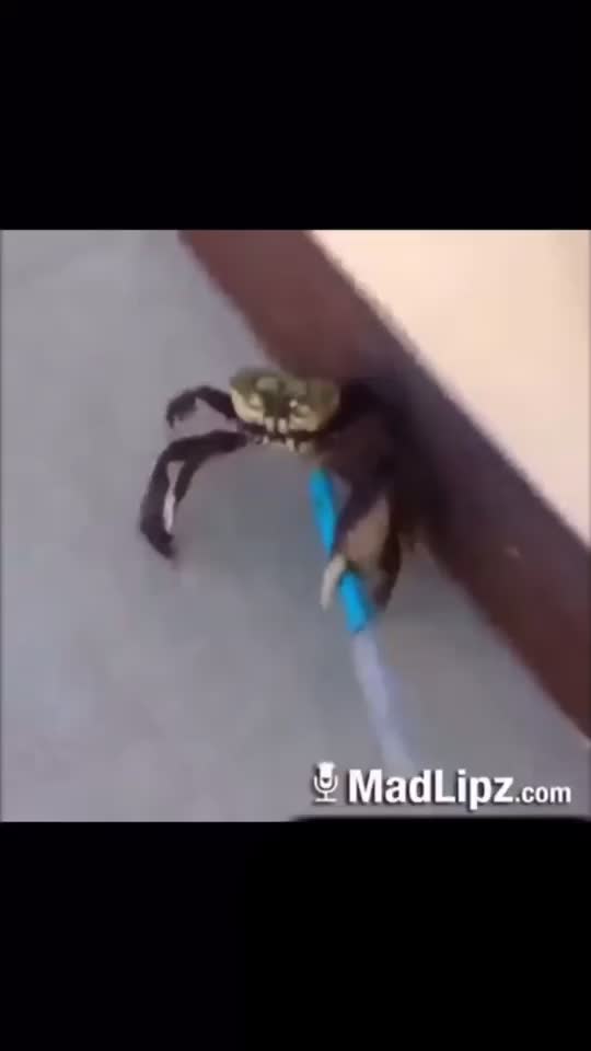 @lumpi