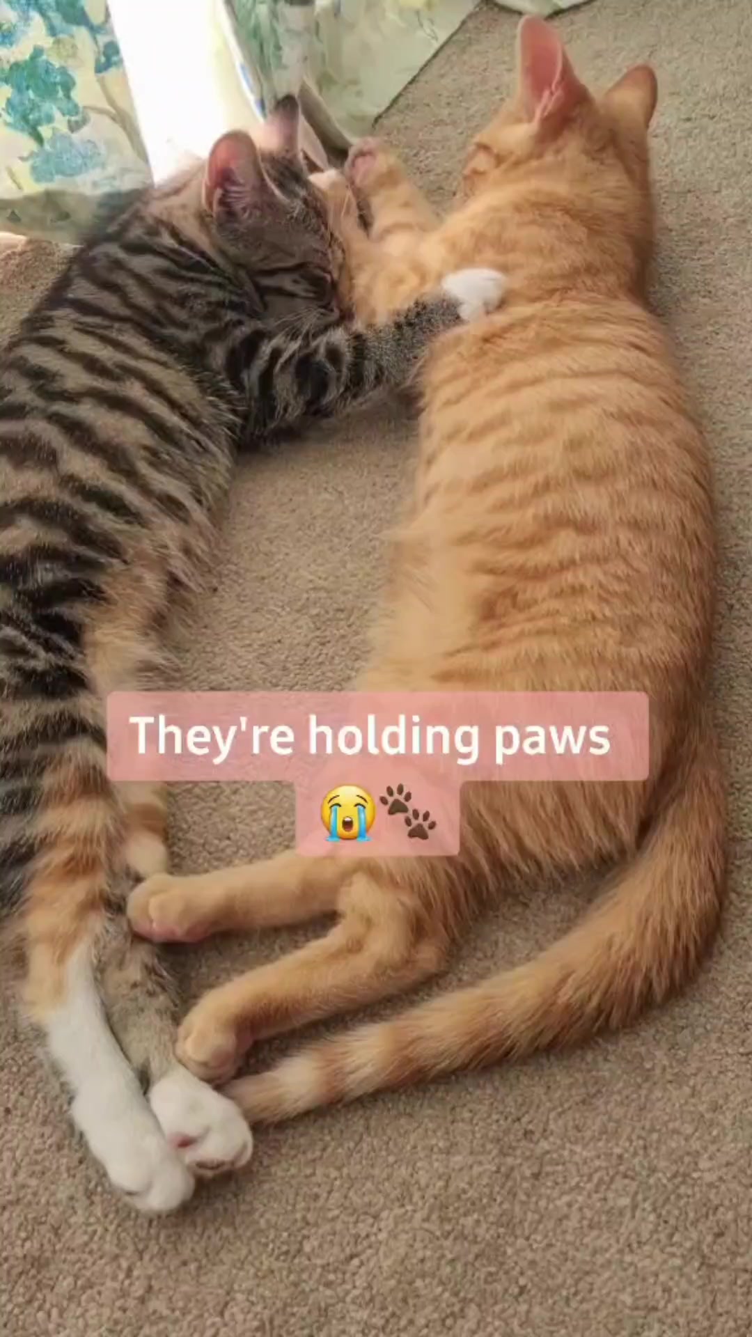 @Kiwi and Mango 🥝🥭