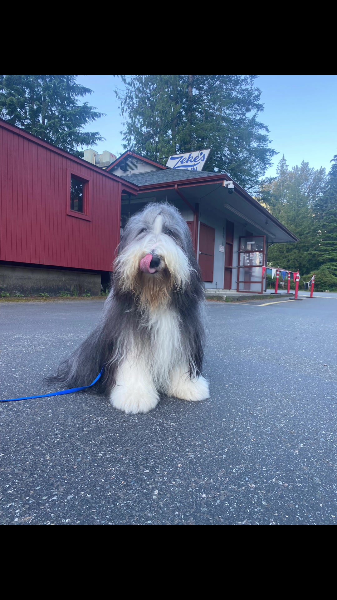 @Boston Light Bearded Collies