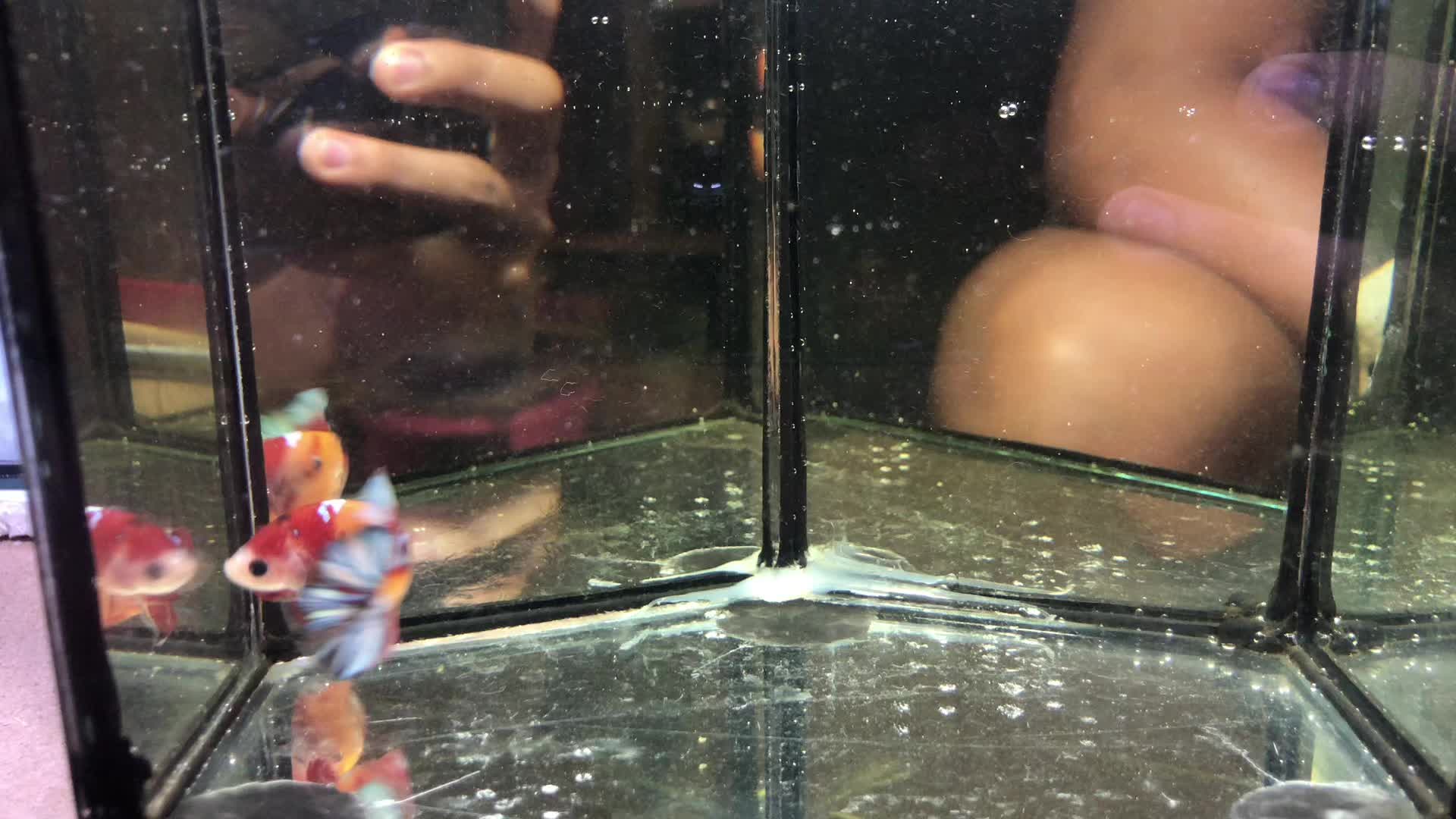 @The Betta-Buddy Shop