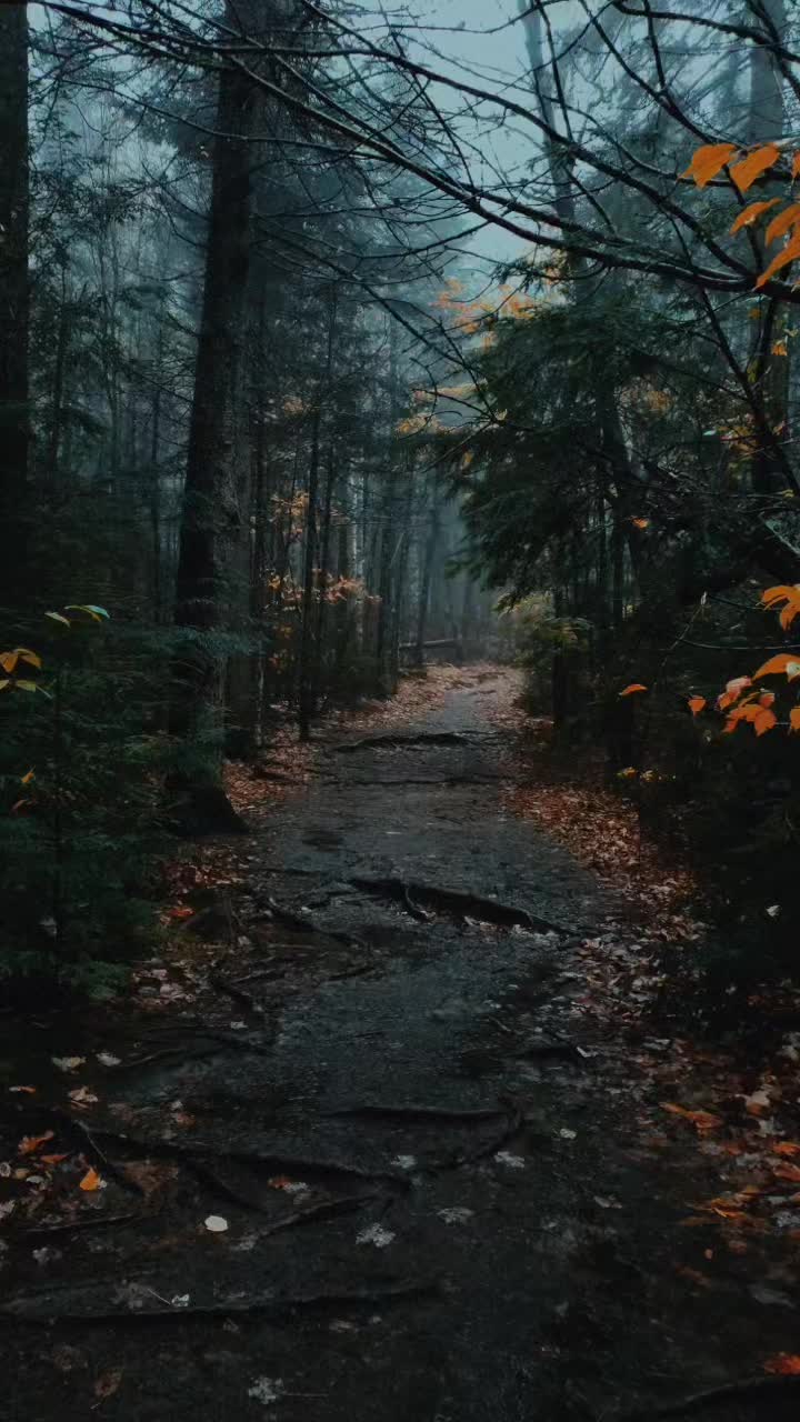 @The Spirit Forest