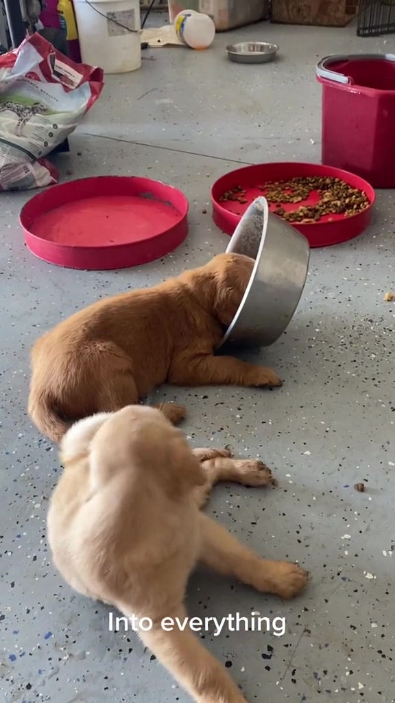 @Family full of goldens