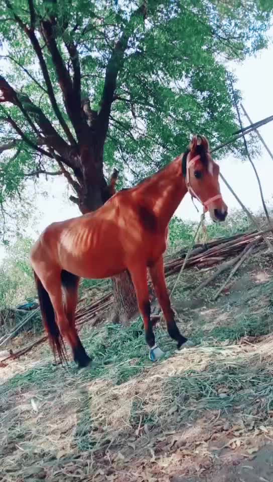 @🐎Mr ભોજાવદર વાળા🐎