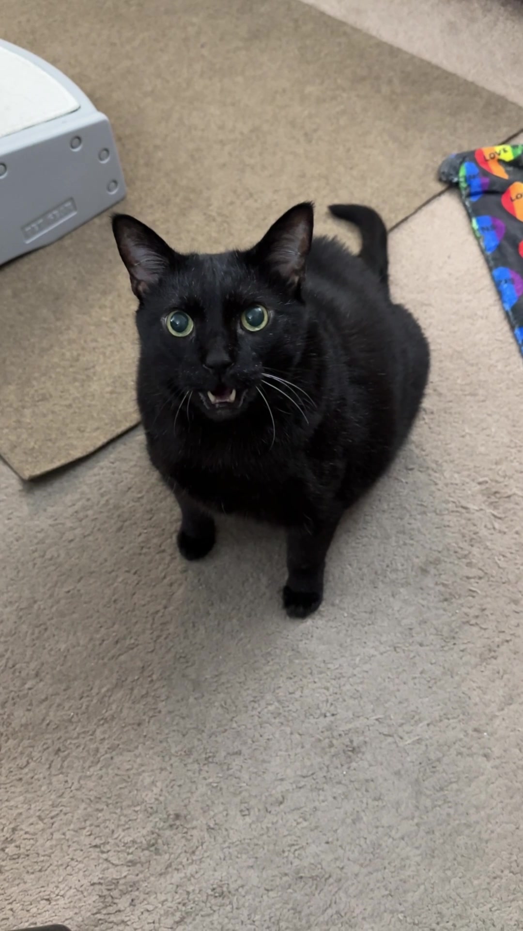 @Manny Halloween Cat