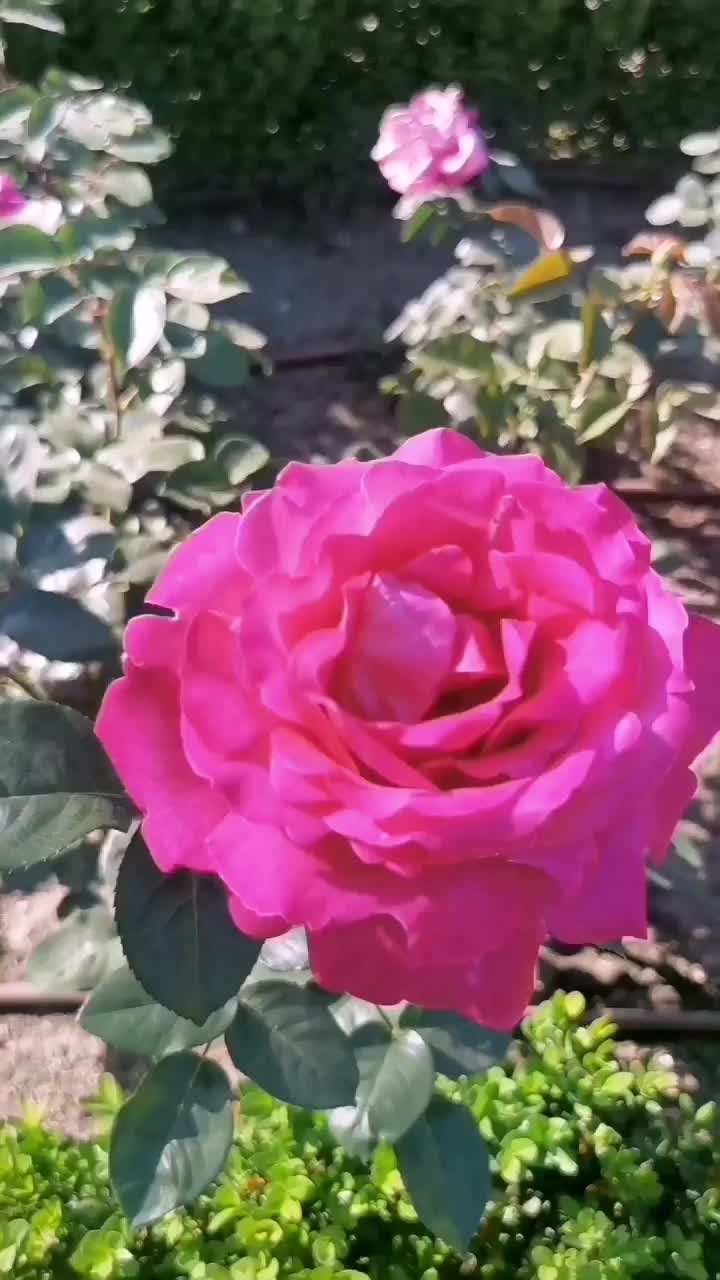 @antoenmadrid