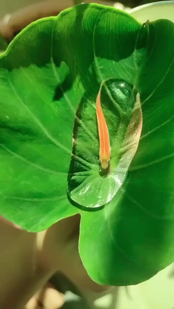 @Amanprajapati