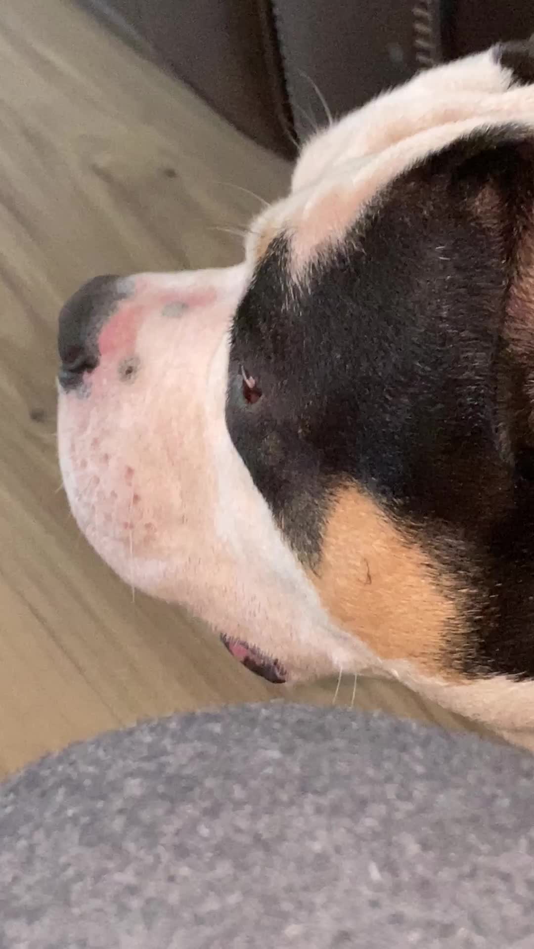 @chinomendezbully