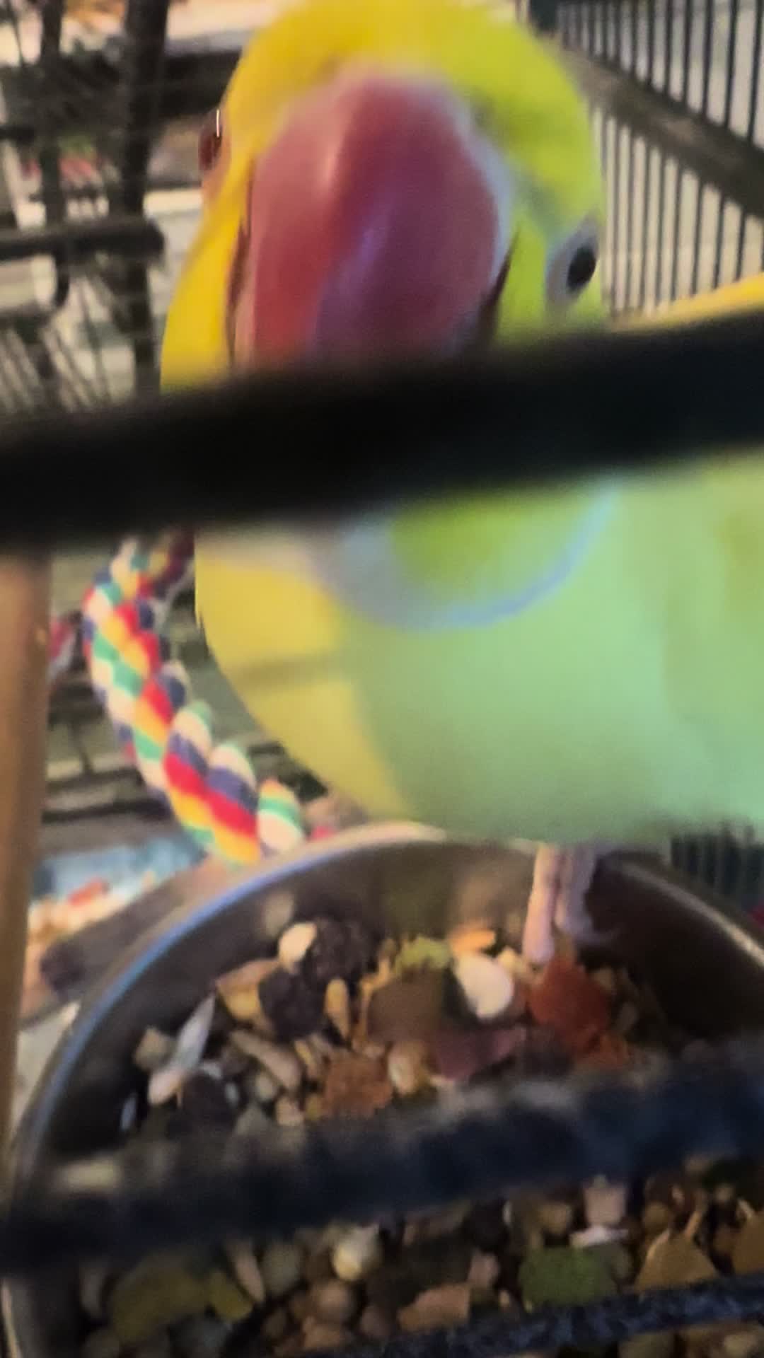 @Tweety the Ringneck