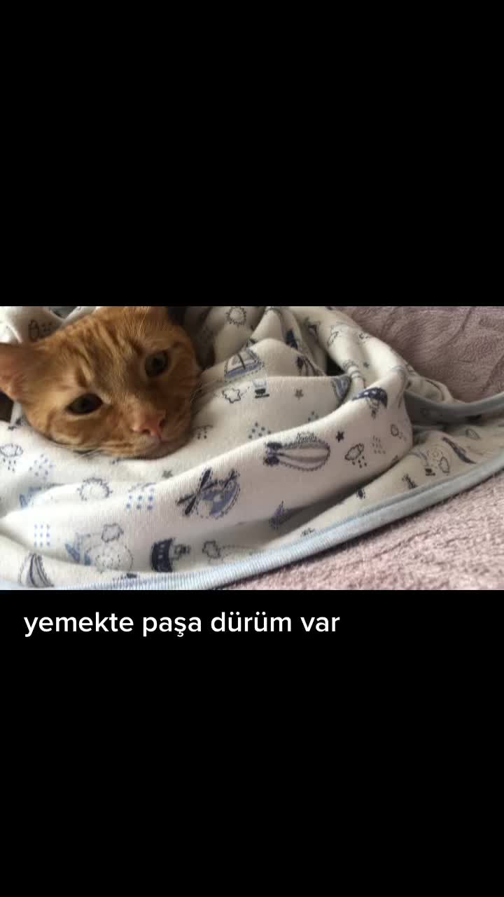 @Paşa Bebek