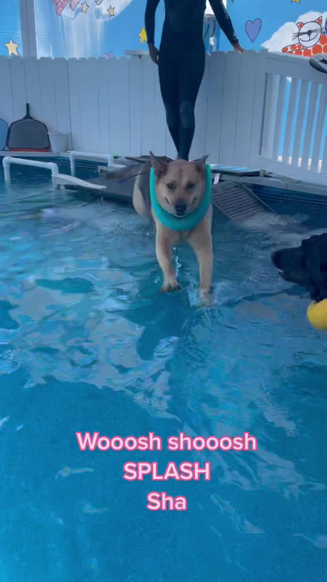 @K9 Massage & Hydrofitness