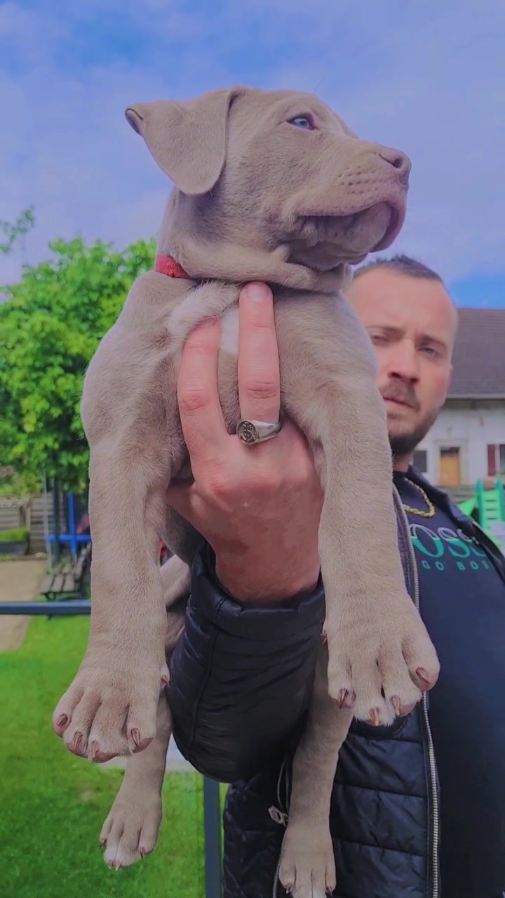 @ShadowBullyXXL