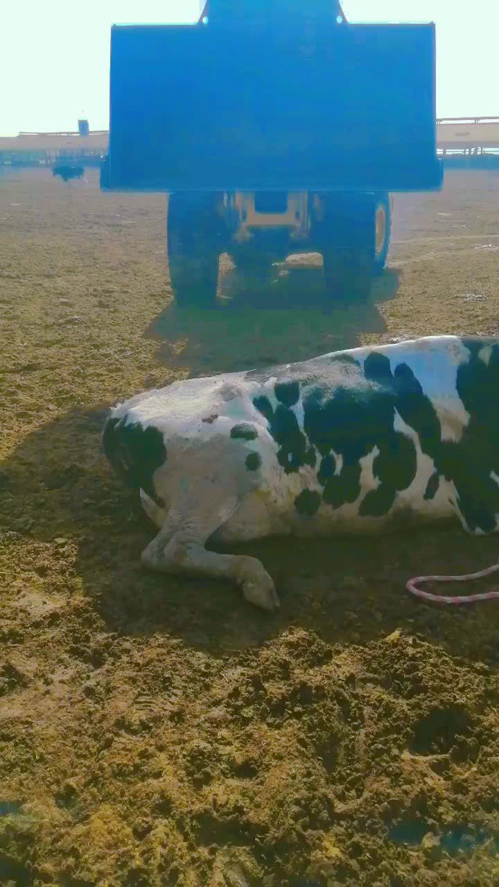 @Cows Farm