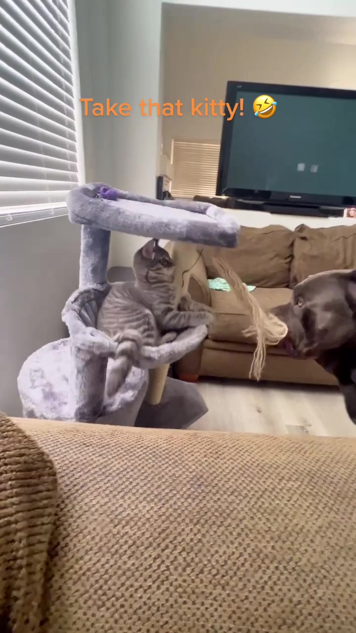 @Alistair the Cane Corso