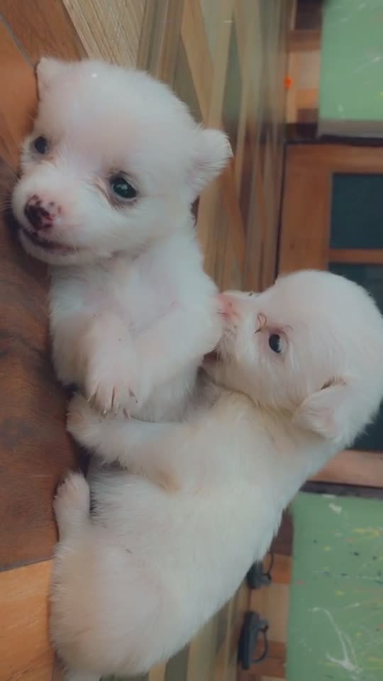 @Akku Thakur
