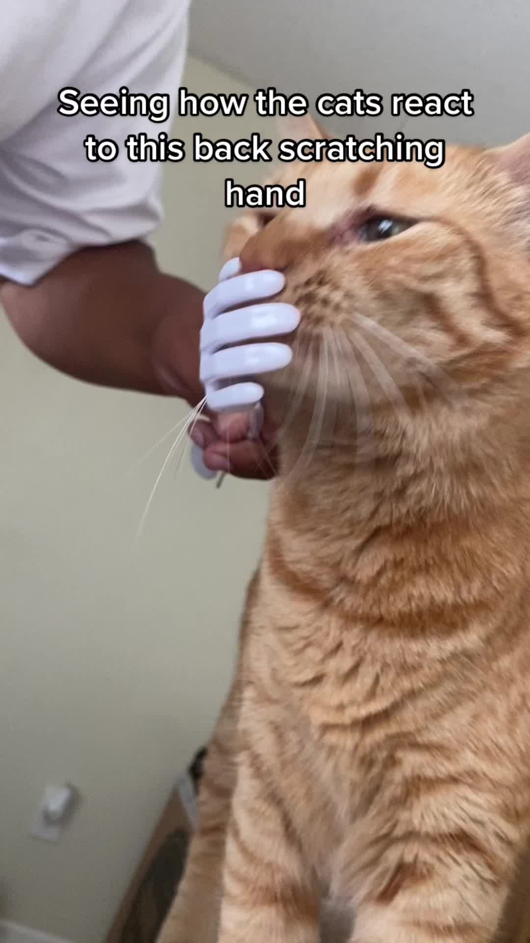 @Cat videos