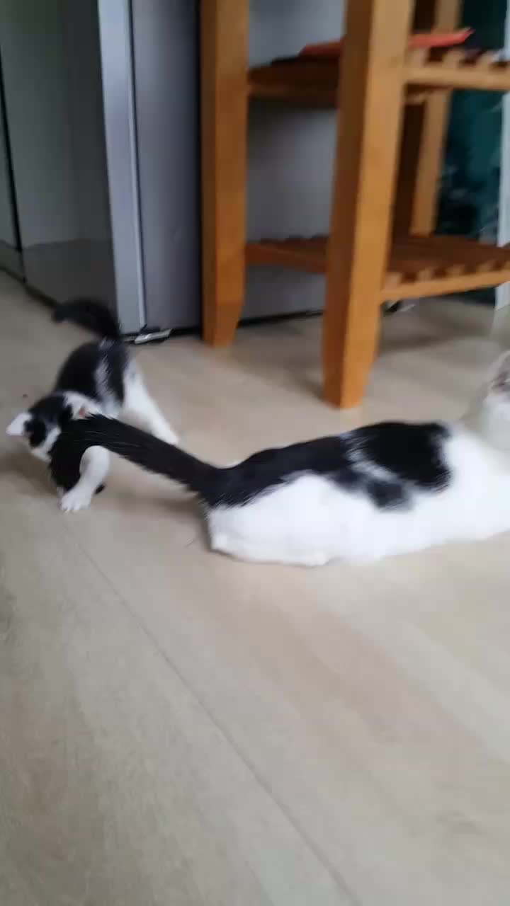 @Dutch Kitten family