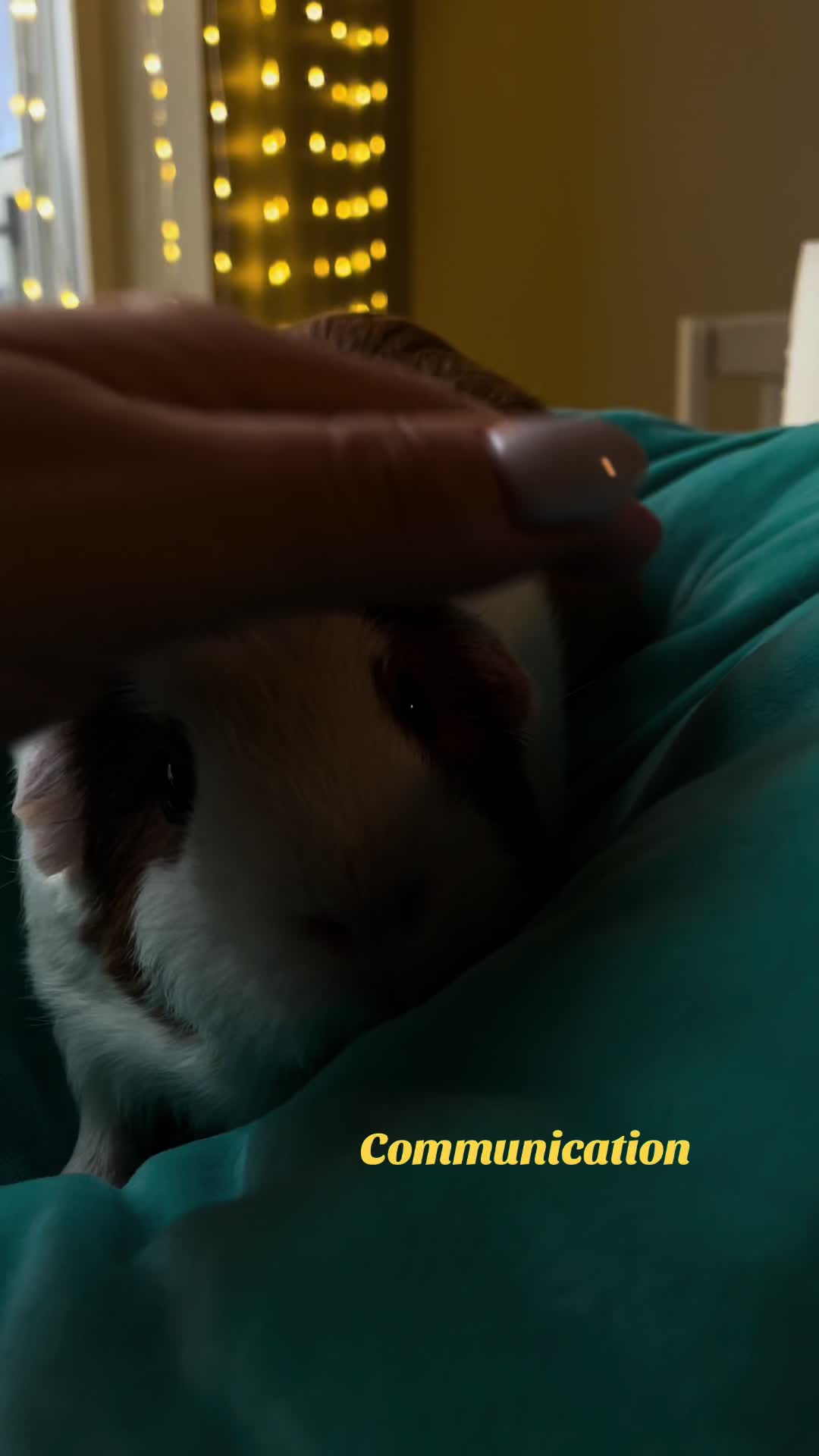 @Furry Potatoes