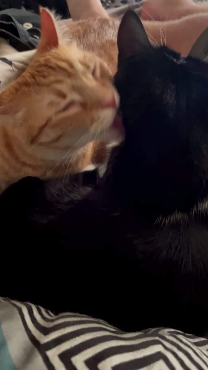 @Raja and Floof