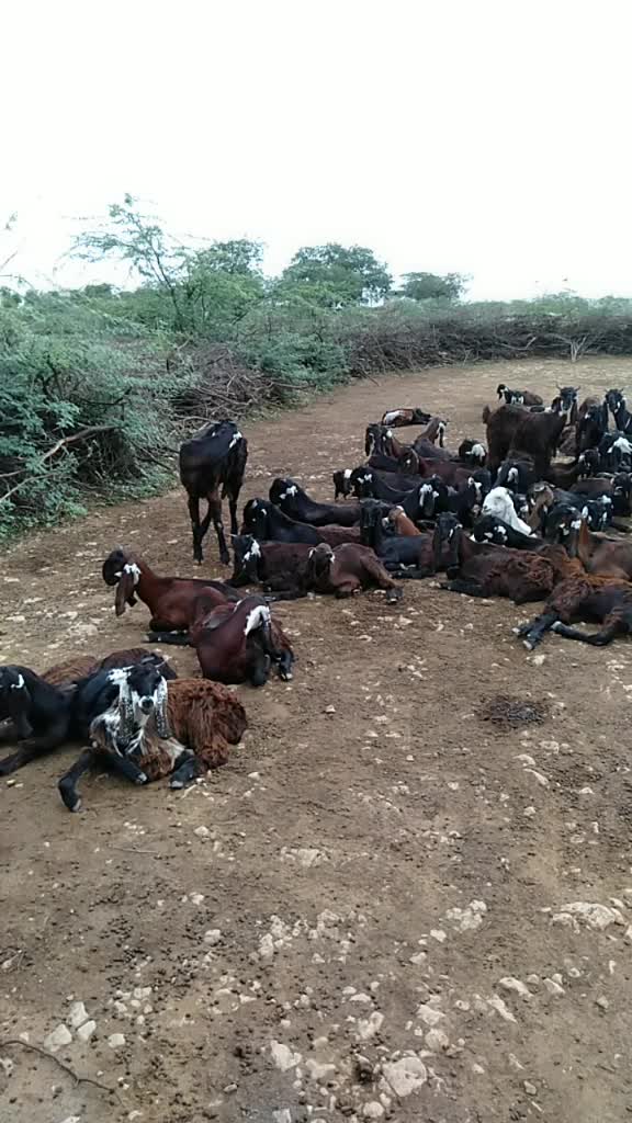 @SK___માલધારી