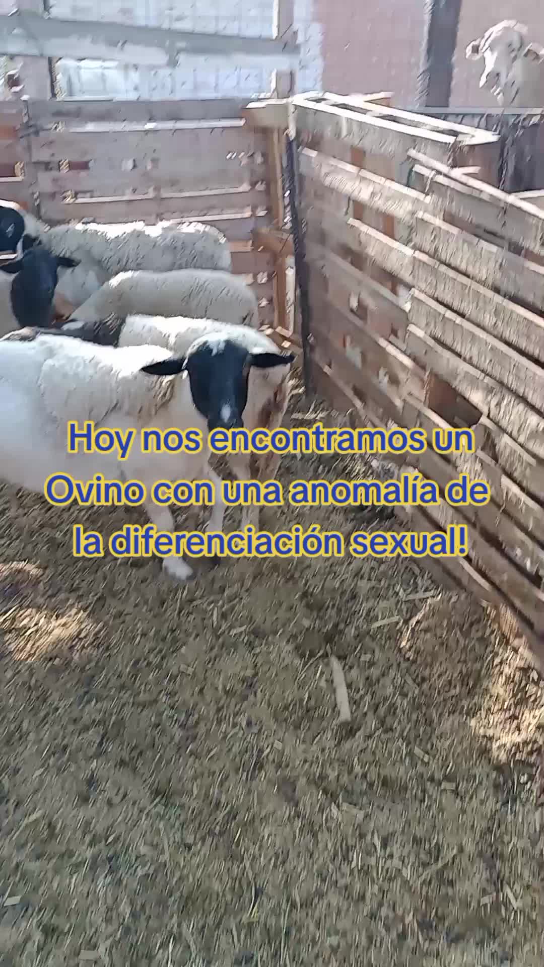 @ASAGESP
