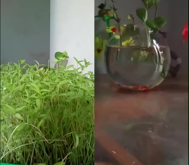 @Anupama vineeth