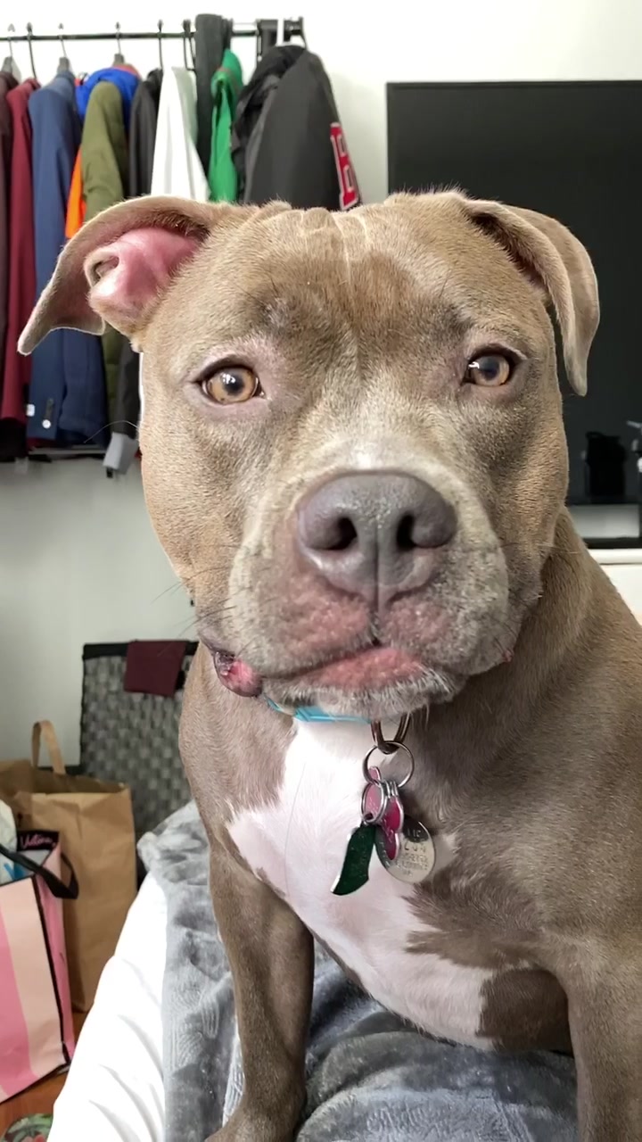 @IG: @lou.the.bully