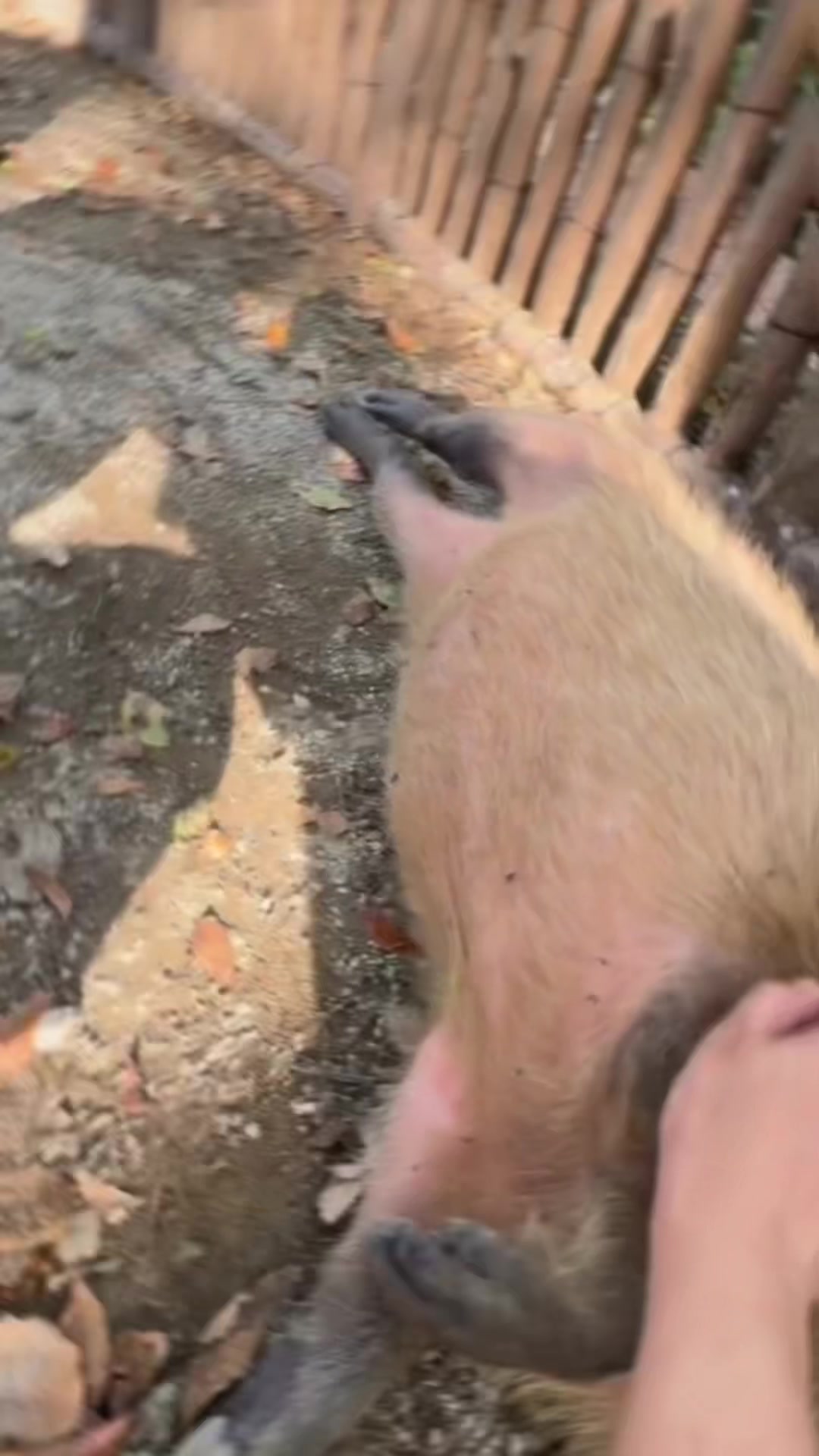 @CaPyBaRa