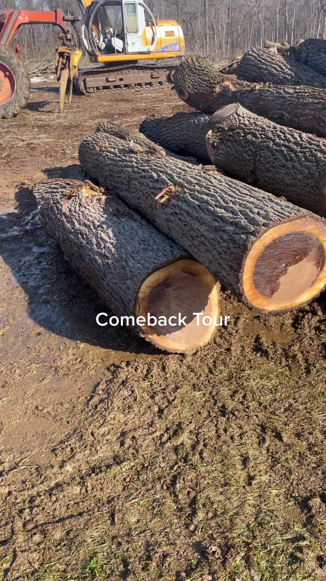 @Ron Bull The tree surgeon