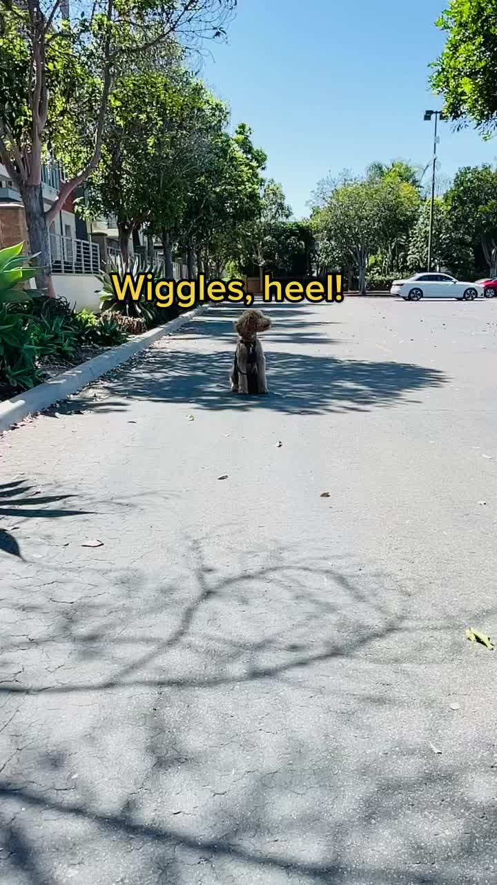 @Wiggles University