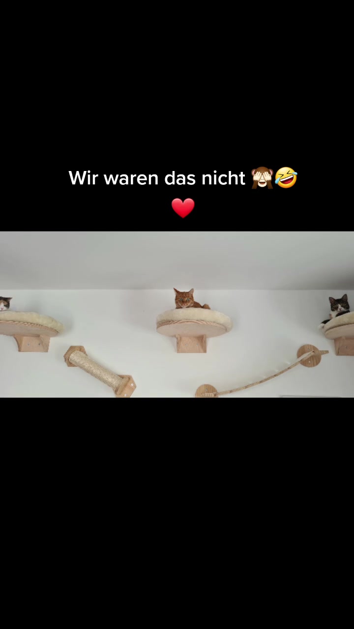 @5KidCat