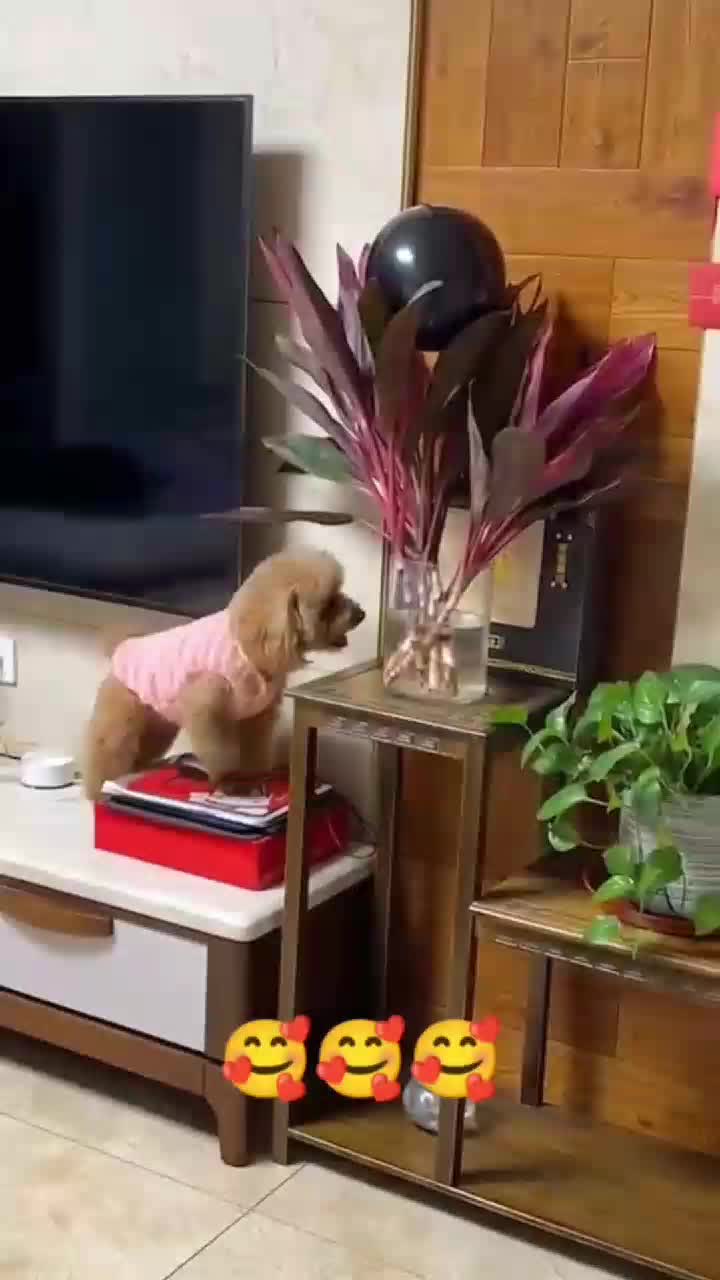 @funnypets818