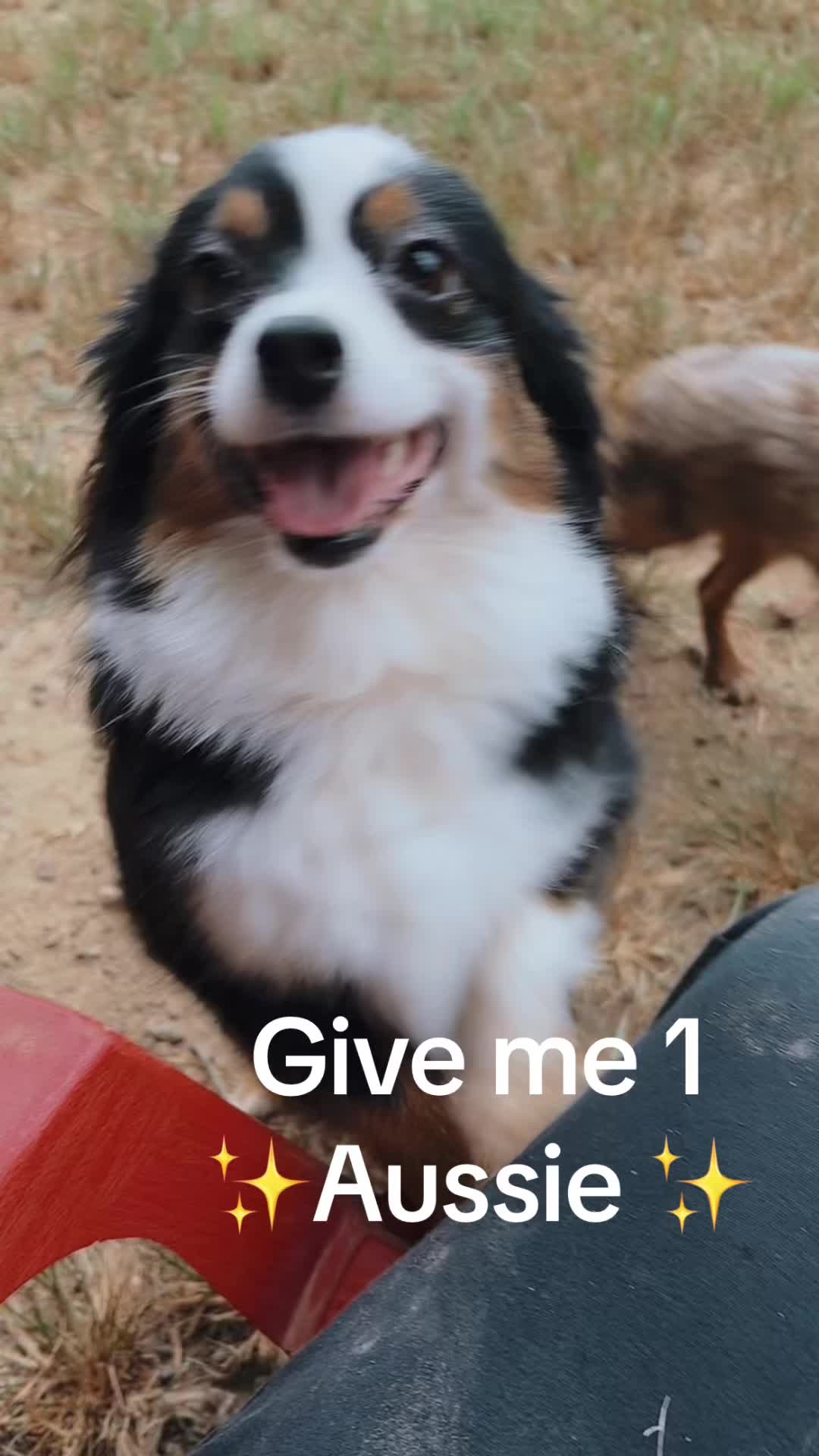 @Gunslinger Aussies