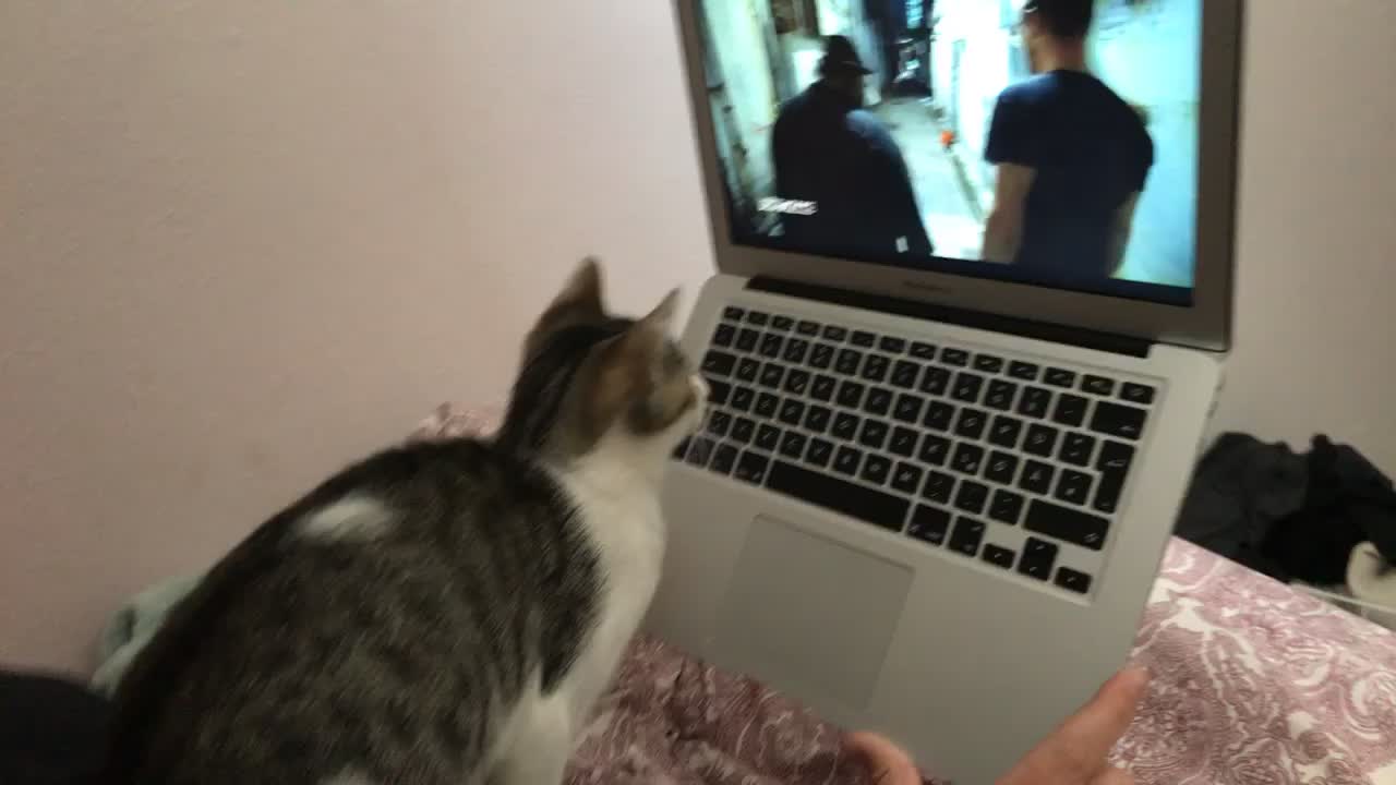 @mysterymiau
