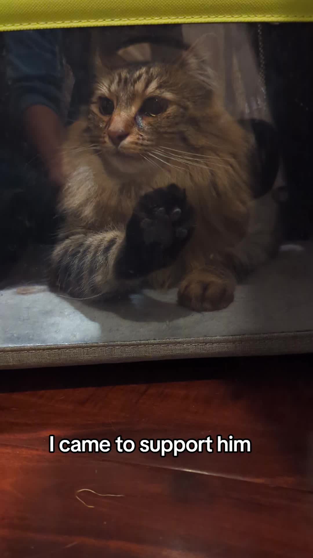 @BuffyTheKittenSpayer
