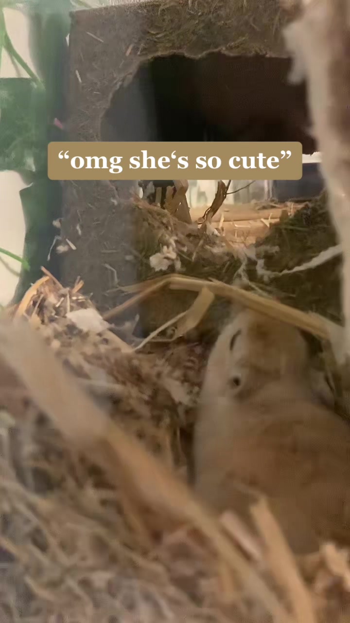 @gerbils