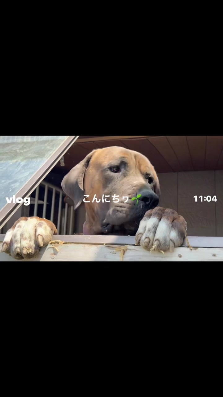 @土佐犬と女子大学生🐾👩🏻&zwj;🎓