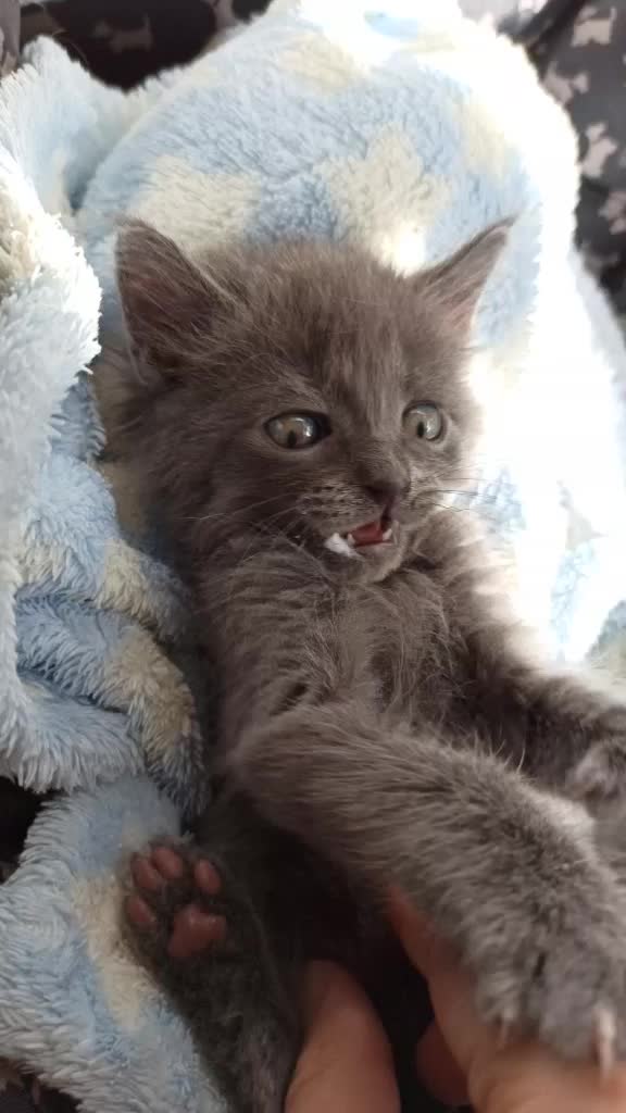 @Gato Orión
