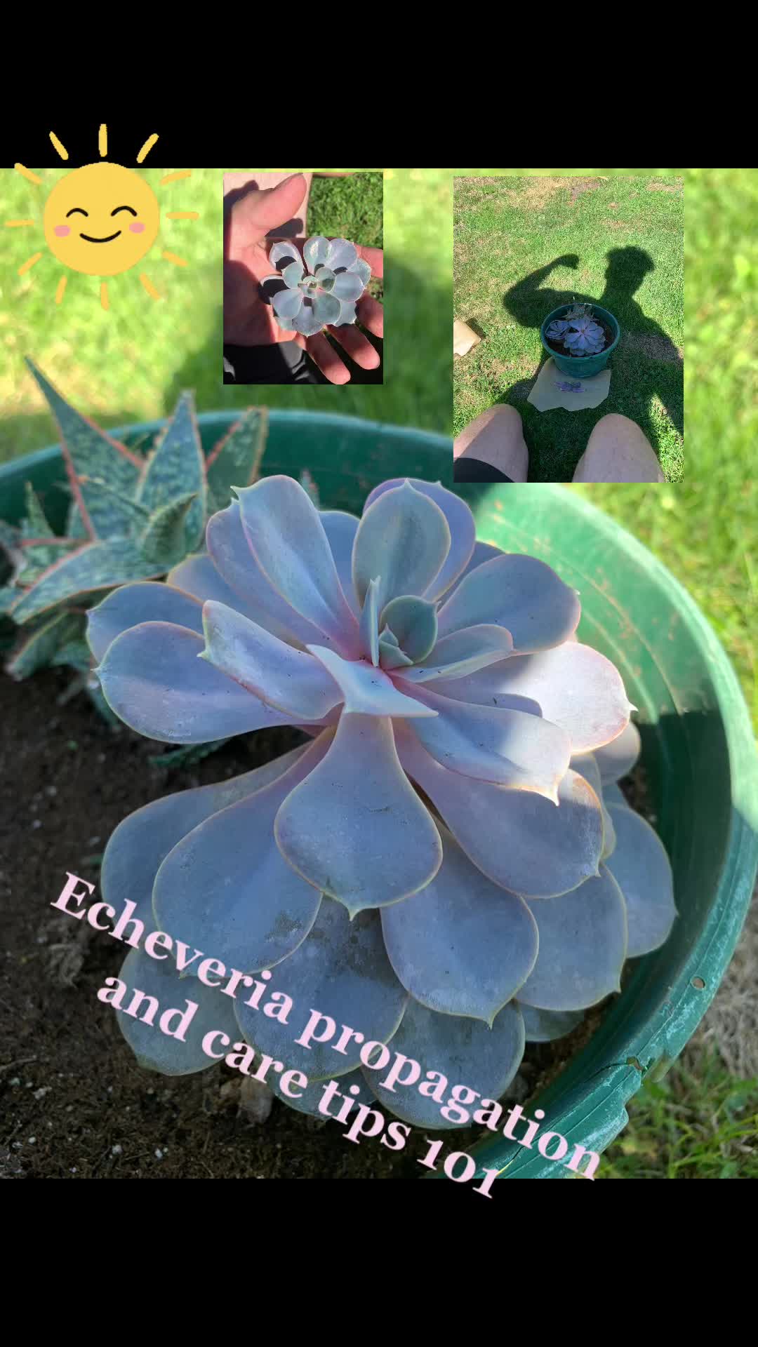 @Plantaesisage