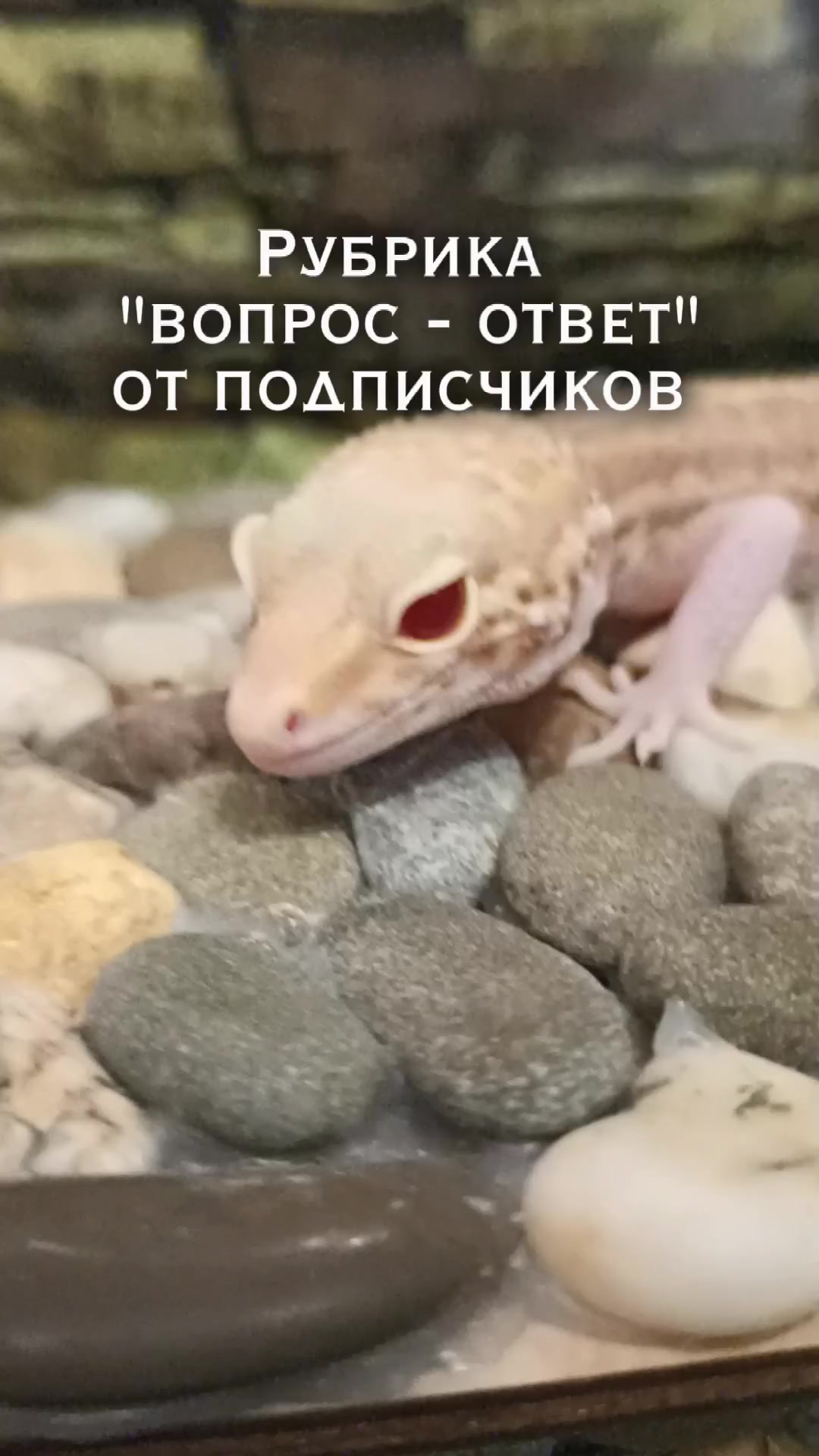 @Эублефар Мия💗