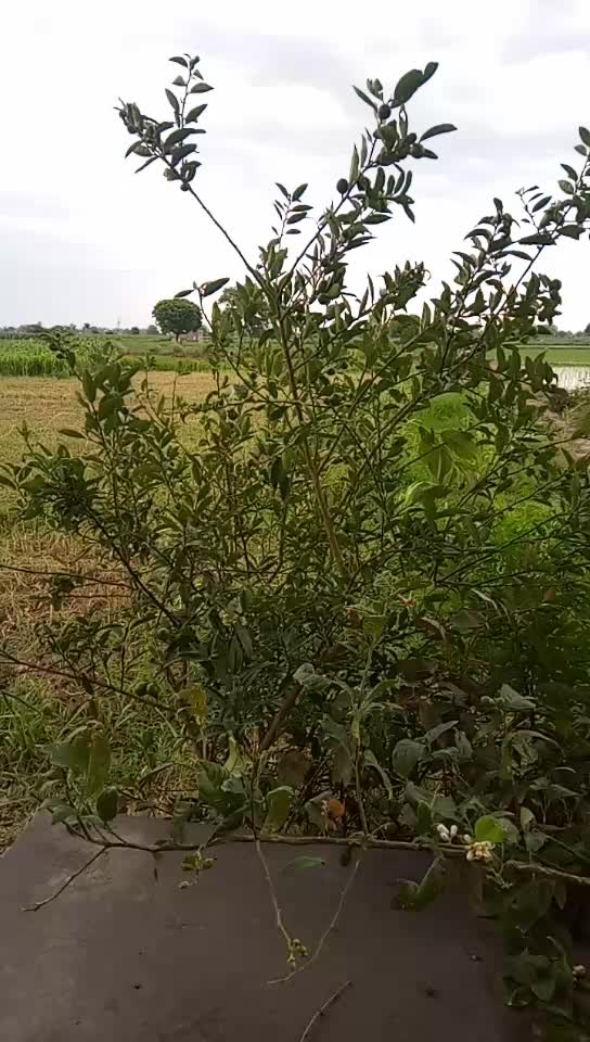 @dasi jamidar