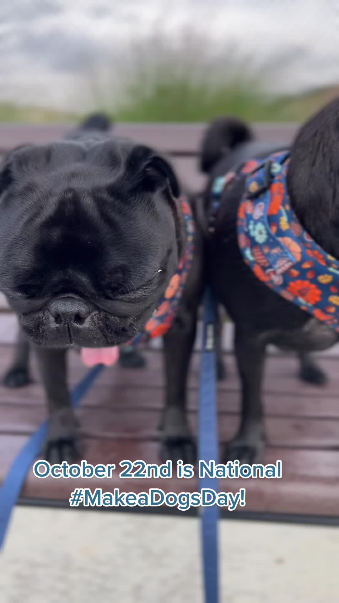 @Thedistracteddogmom