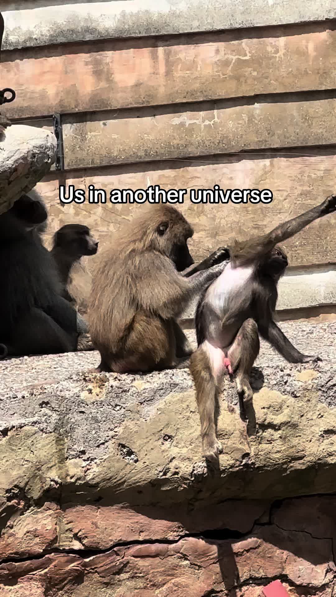 @Jade🦋