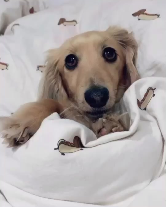 @Zarathesausage