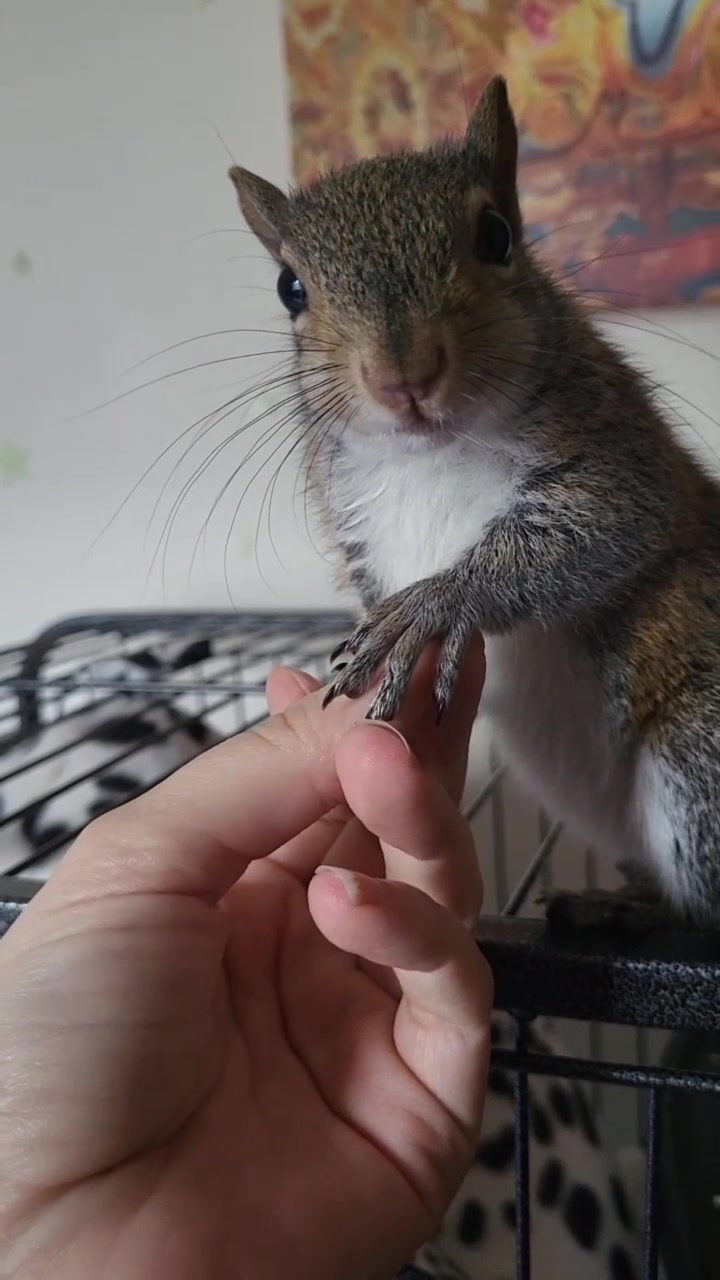 @ZippyTheRescueSquirrel