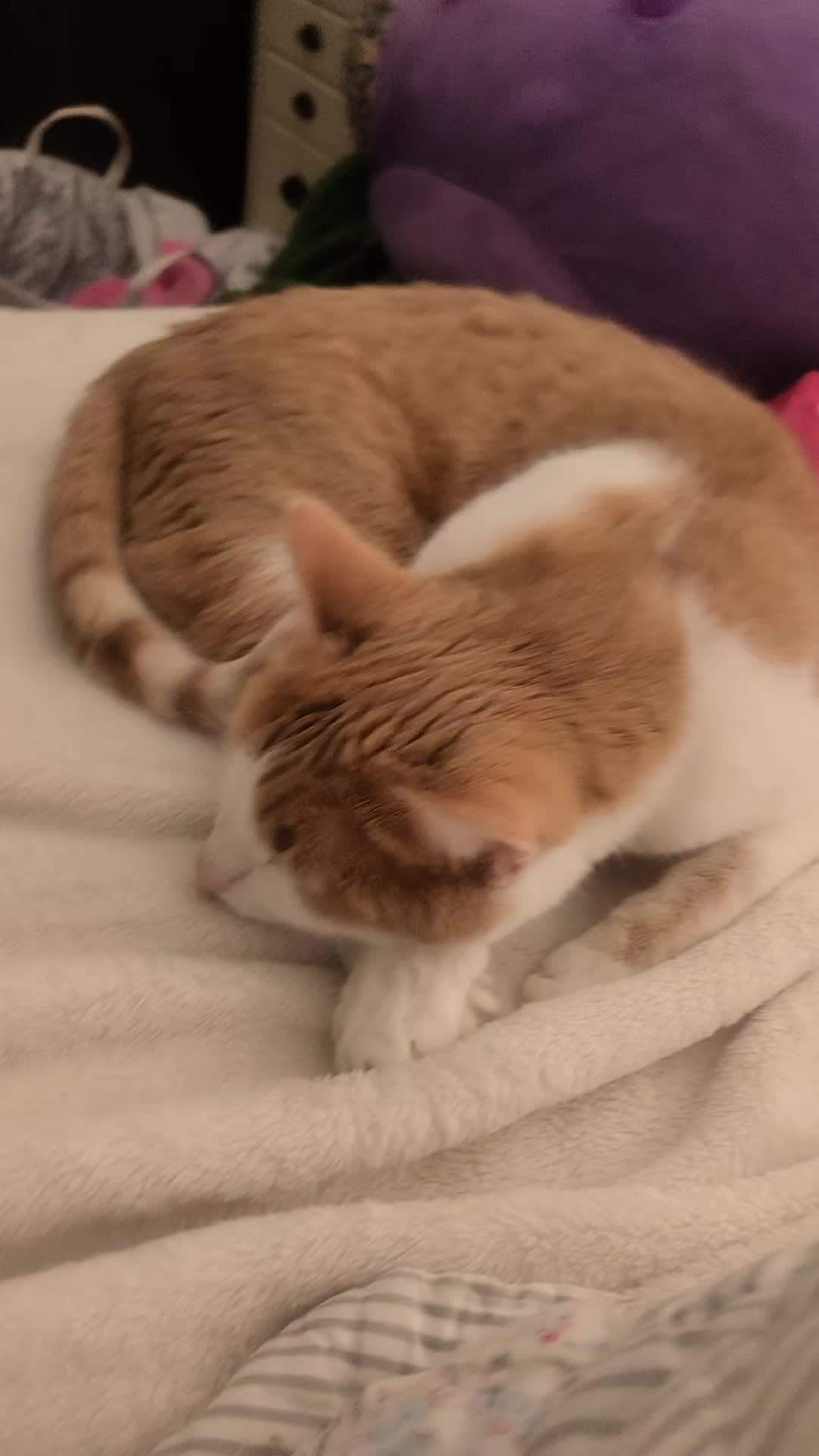 @Cute_kitty
