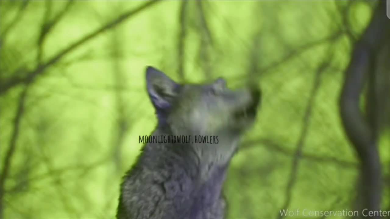 @💜🐺moonlight🐺💜
